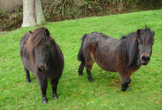 The 2 miniature ponies