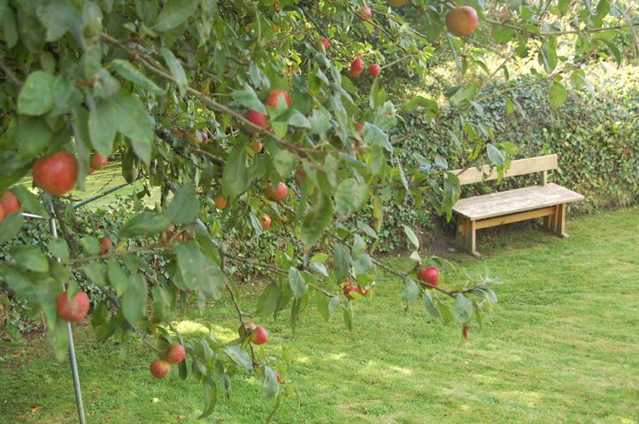 Apple trees-rear garden 