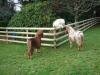 3 miniature ponies in field
